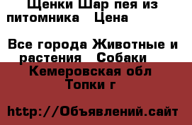 Щенки Шар пея из питомника › Цена ­ 25 000 - Все города Животные и растения » Собаки   . Кемеровская обл.,Топки г.